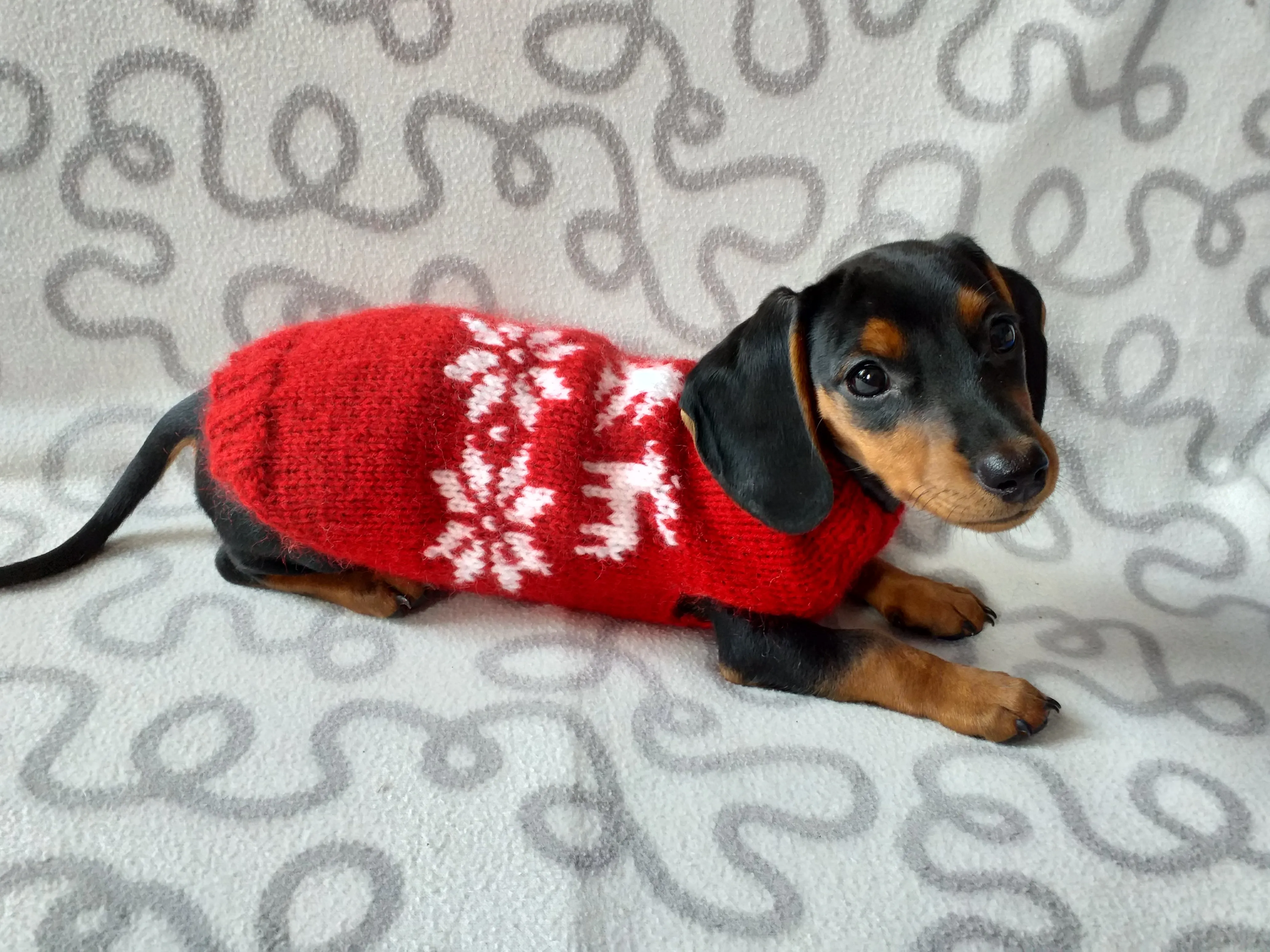 Christmas wool sweater with deer and snowflakes for a small dog, sweater deer for dog, christmas sweater with deer for little dachshund