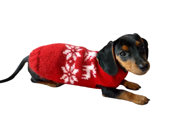 Christmas wool sweater with deer and snowflakes for a small dog, sweater deer for dog, christmas sweater with deer for little dachshund