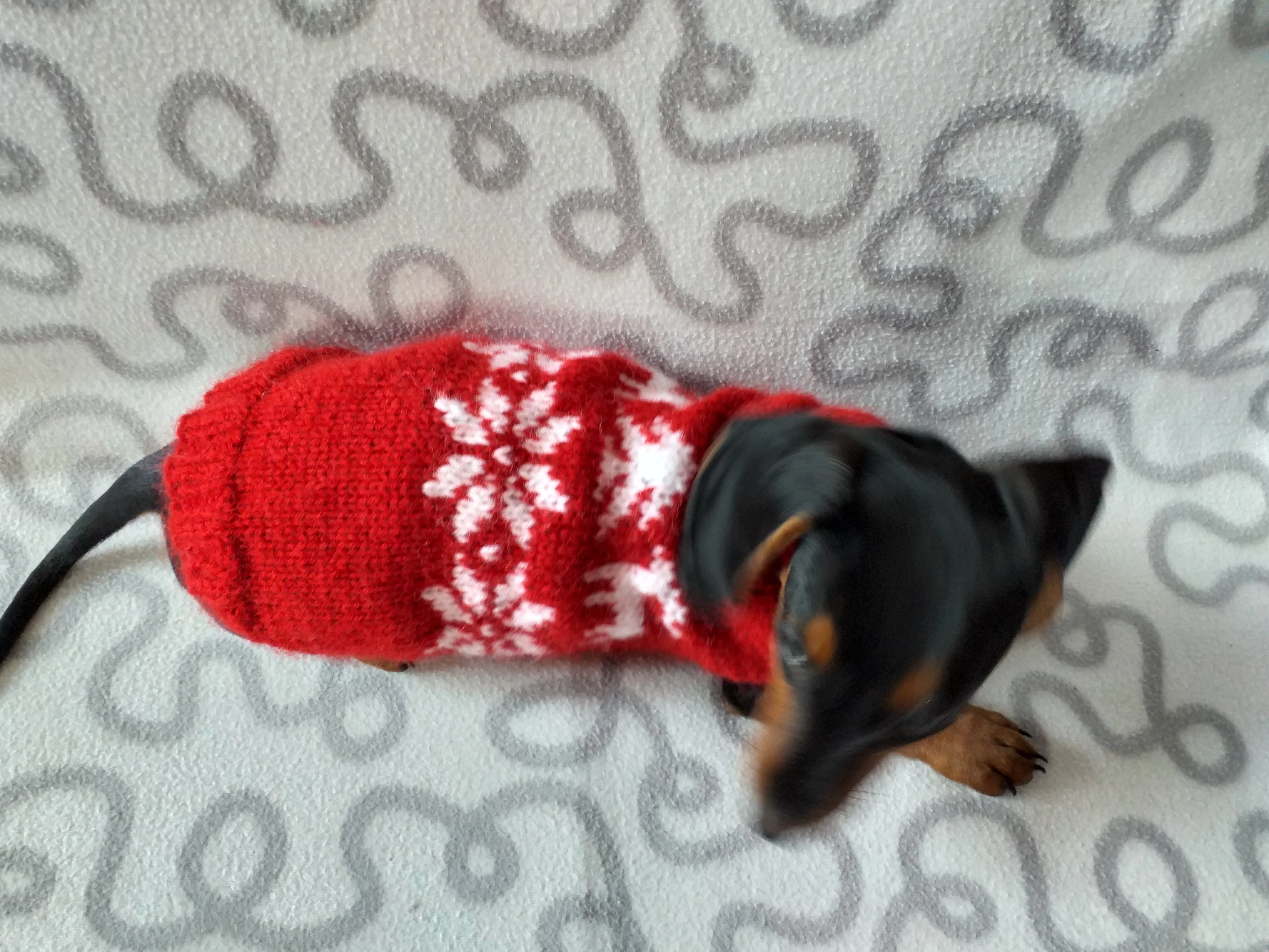 Christmas wool sweater with deer and snowflakes for a small dog, sweater deer for dog, christmas sweater with deer for little dachshund